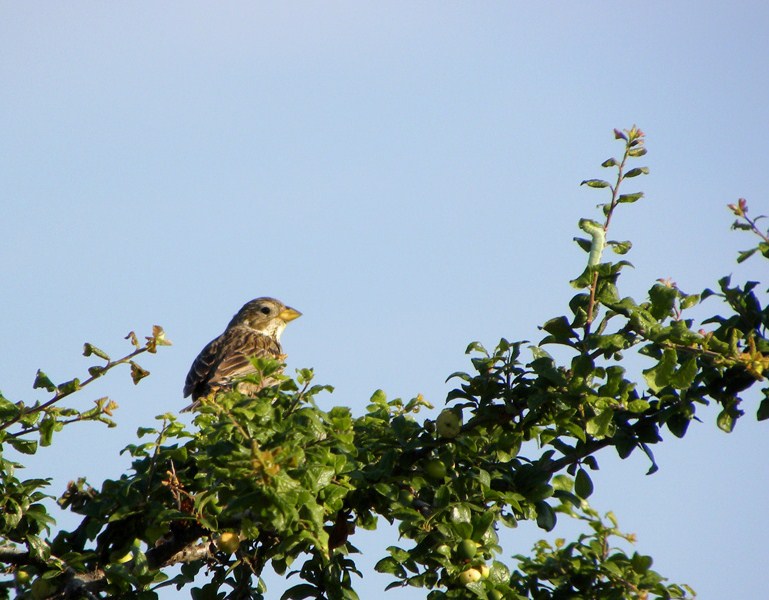 Strillozzo con..bruco